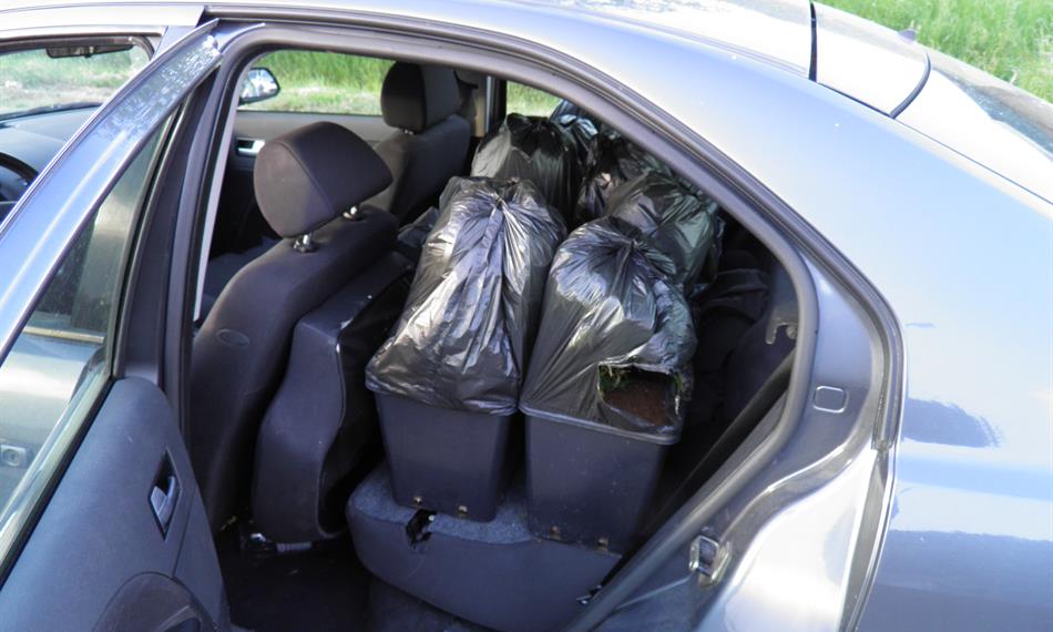 2011-5-27-1344marihuana_110526 (1).JPG